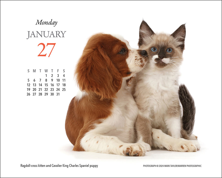 2025 Kittens & Friends Page-A-Day Calendar