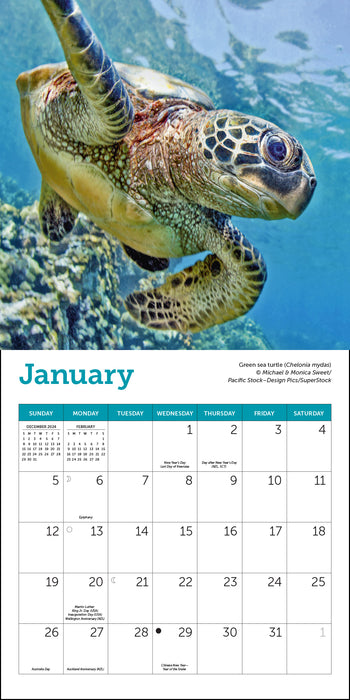 2025 Sea Turtles Mini Wall Calendar