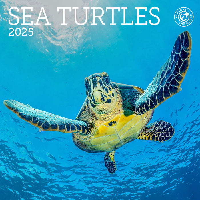 2025 Sea Turtles Mini Wall Calendar