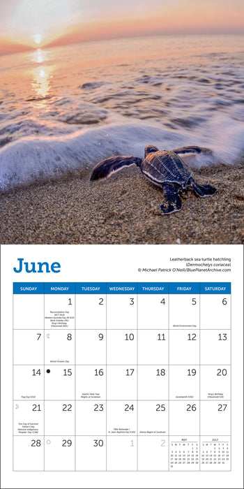 Sea Turtles 2026 Mini Wall Calendar