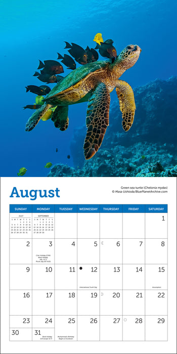 Sea Turtles 2026 Mini Wall Calendar