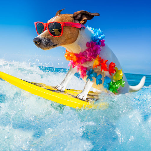 Dogs on Vacation 2026 Square Wall Calendar