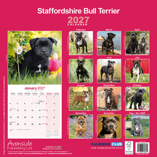 Staffordshire Bull Terrier 2027 Square Wall Calendar
