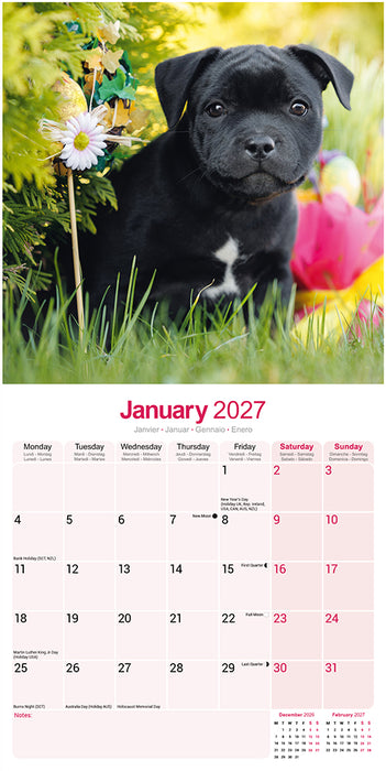 Staffordshire Bull Terrier 2027 Square Wall Calendar
