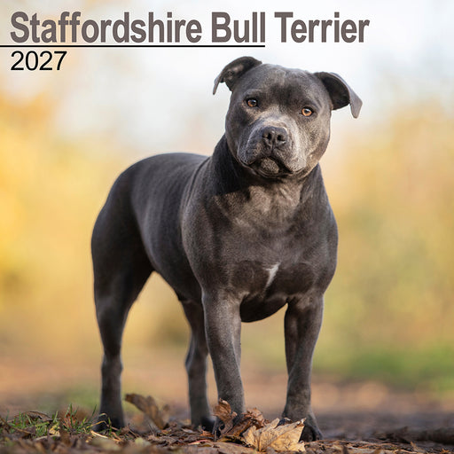Staffordshire Bull Terrier 2027 Square Wall Calendar