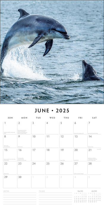 2025 Dolphins Wall Calendar