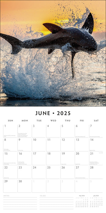 2025 Sharks Wall Calendar