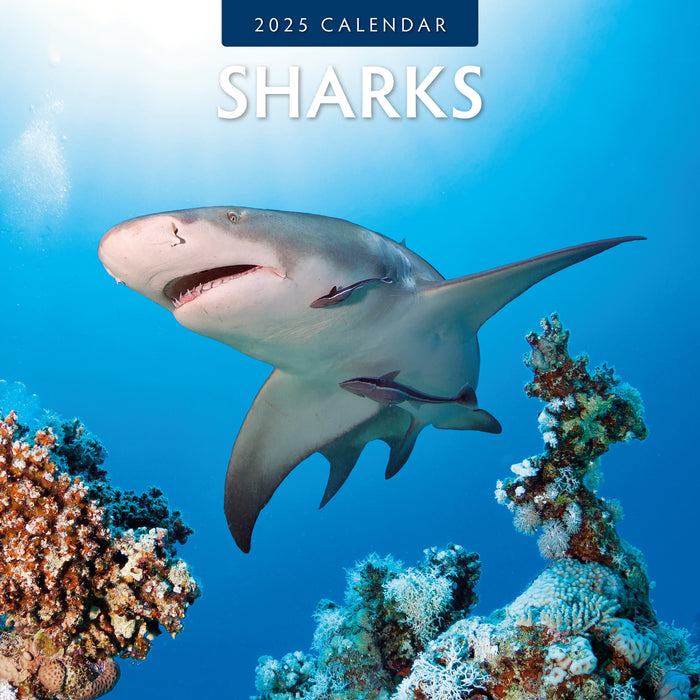 2025 Sharks Wall Calendar