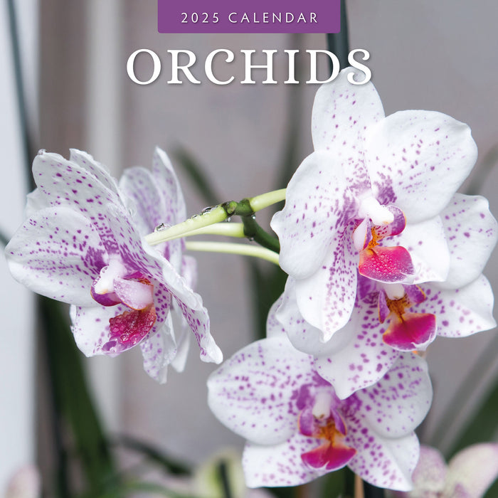 2025 Orchids Wall Calendar