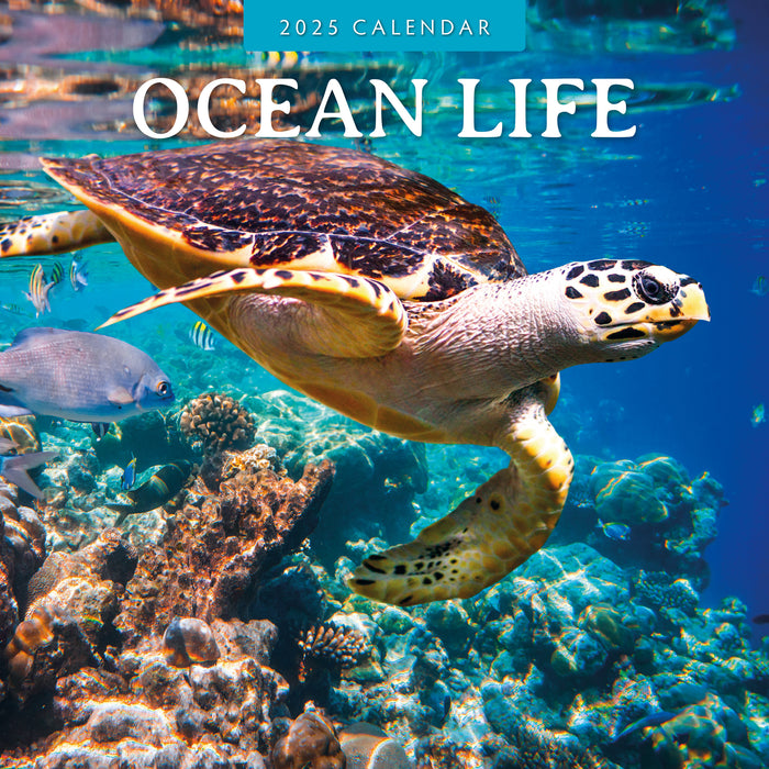 2025 Ocean Life Wall Calendar