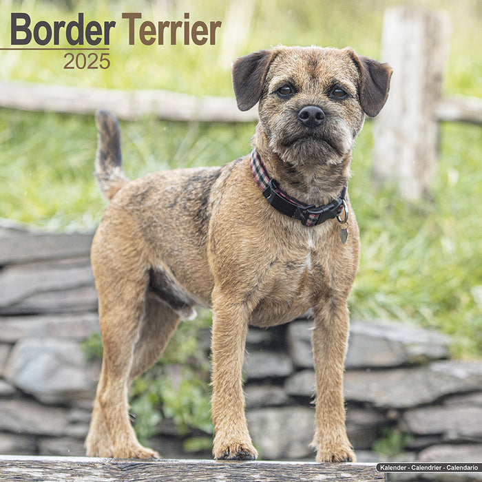 2025 Border Terrier Wall Calendar (Online Exclusive)