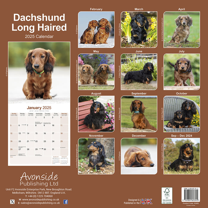 2025 Longhaired Dachshund Wall Calendar (Online Exclusive)