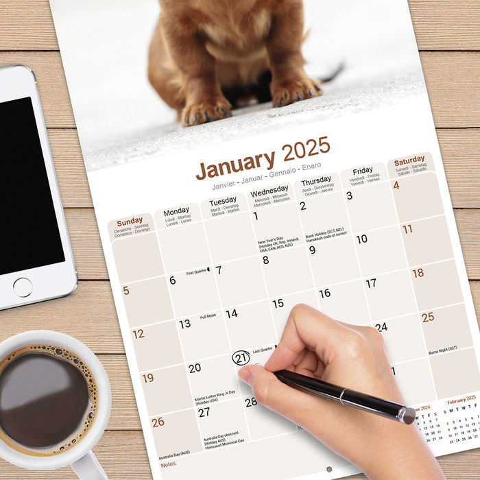 2025 Longhaired Dachshund Wall Calendar (Online Exclusive)