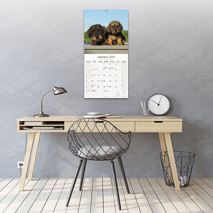 2025 Wirehaired Dachshund Wall Calendar (Online Exclusive)