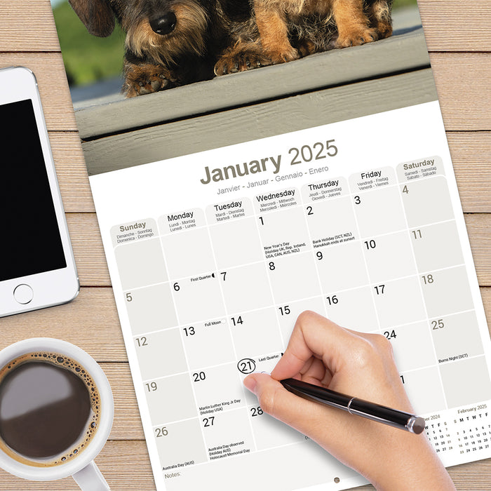 2025 Wirehaired Dachshund Wall Calendar (Online Exclusive)