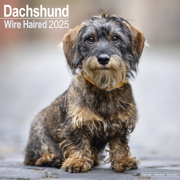 2025 Wirehaired Dachshund Wall Calendar (Online Exclusive)