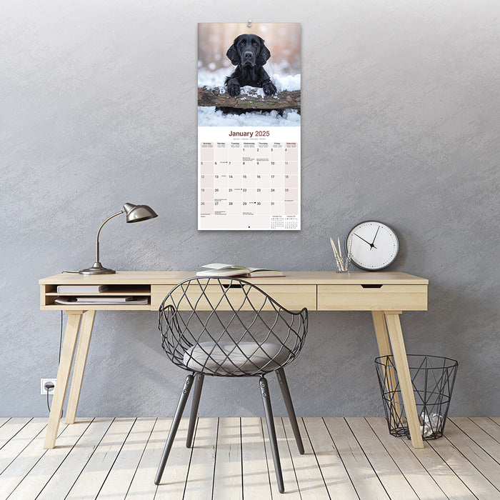 2025 Flatcoated Retriever Wall Calendar (Online Exclusive)