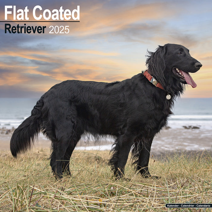 2025 Flatcoated Retriever Wall Calendar (Online Exclusive)