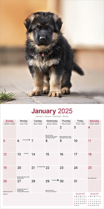 2025 German Shepherd Wall Calendar