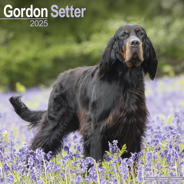 2025 Gordon Setter Wall Calendar (Online Exclusive)