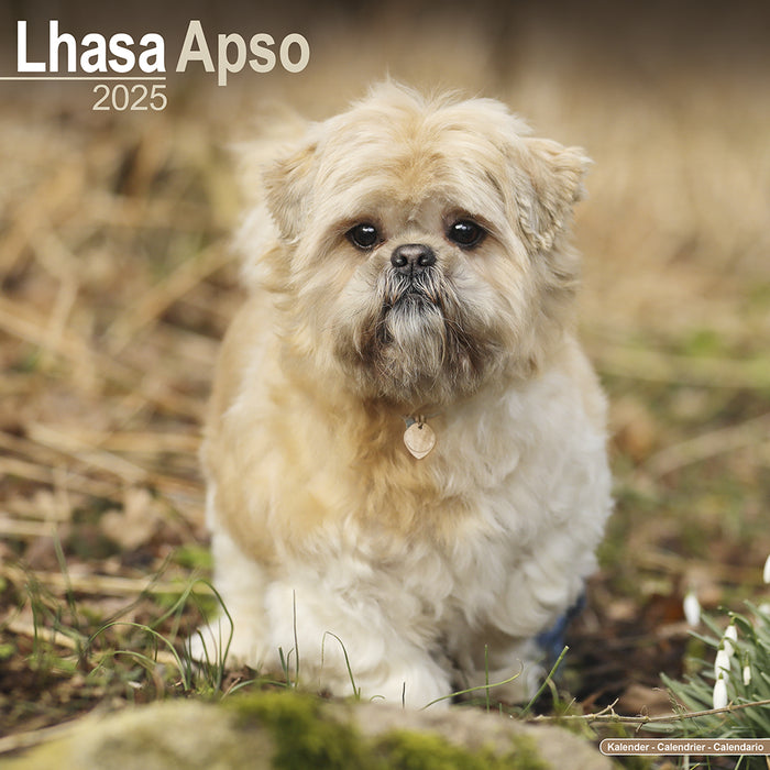 2025 Lhasa Apso Wall Calendar (Online Exclusive)