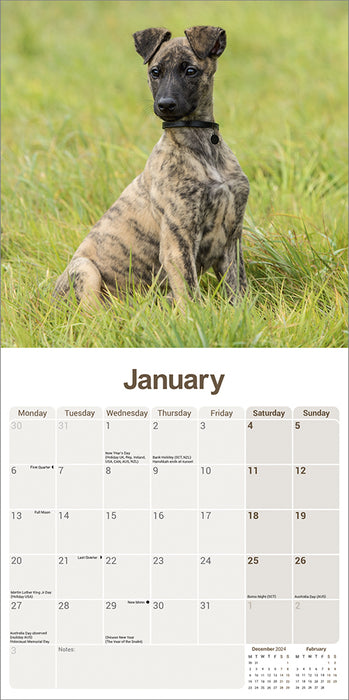 2025 Lurcher Wall Calendar (Online Exclusive)