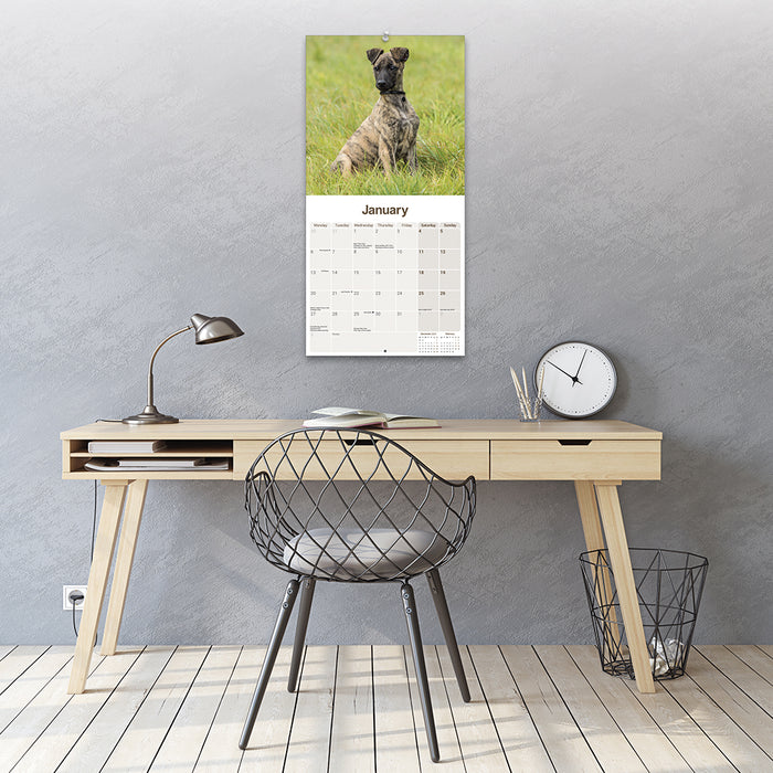 2025 Lurcher Wall Calendar (Online Exclusive)