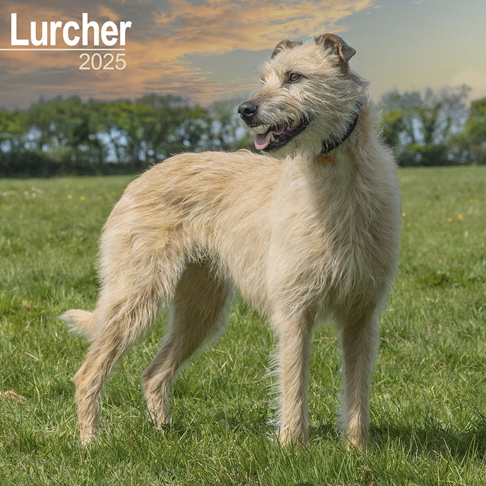 2025 Lurcher Wall Calendar (Online Exclusive)