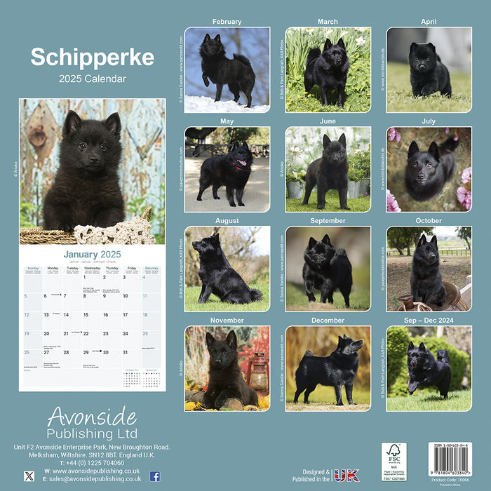 2025 Schipperke Wall Calendar (Online Exclusive)