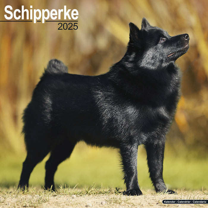 2025 Schipperke Wall Calendar (Online Exclusive)