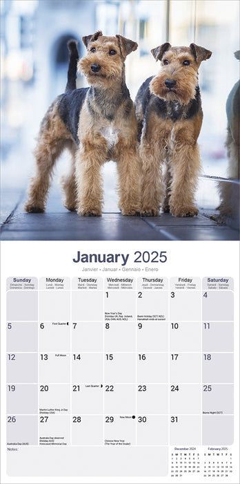 2025 Welsh Terrier Wall Calendar (Online Exclusive)