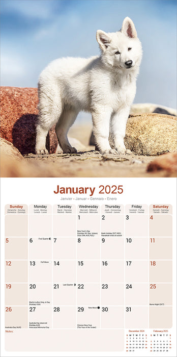 2025 White Shepherd Wall Calendar (Online Exclusive)