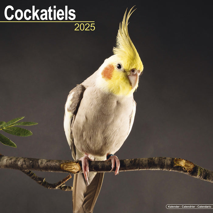 2025 Cockatiels Wall Calendar (Online Exclusive)