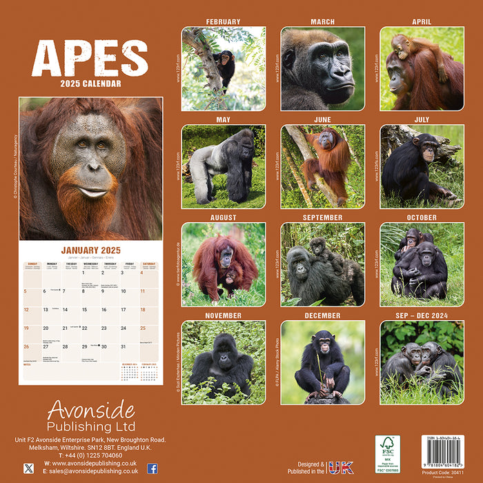 2025 Apes Wall Calendar (Online Exclusive)