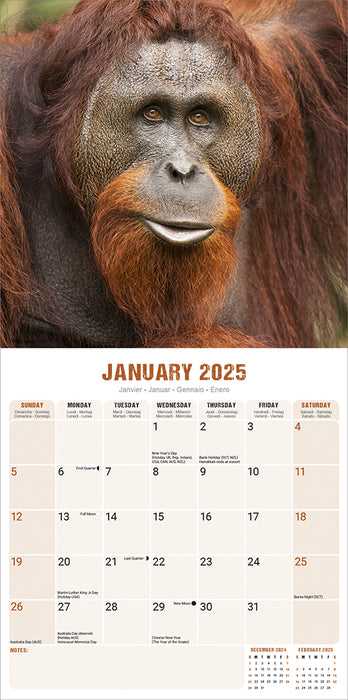 2025 Apes Wall Calendar (Online Exclusive)