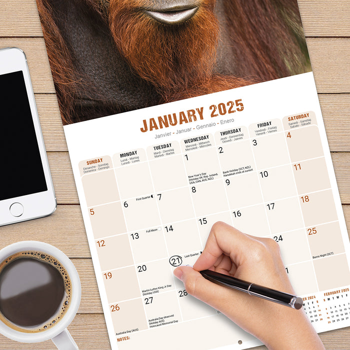 2025 Apes Wall Calendar (Online Exclusive)