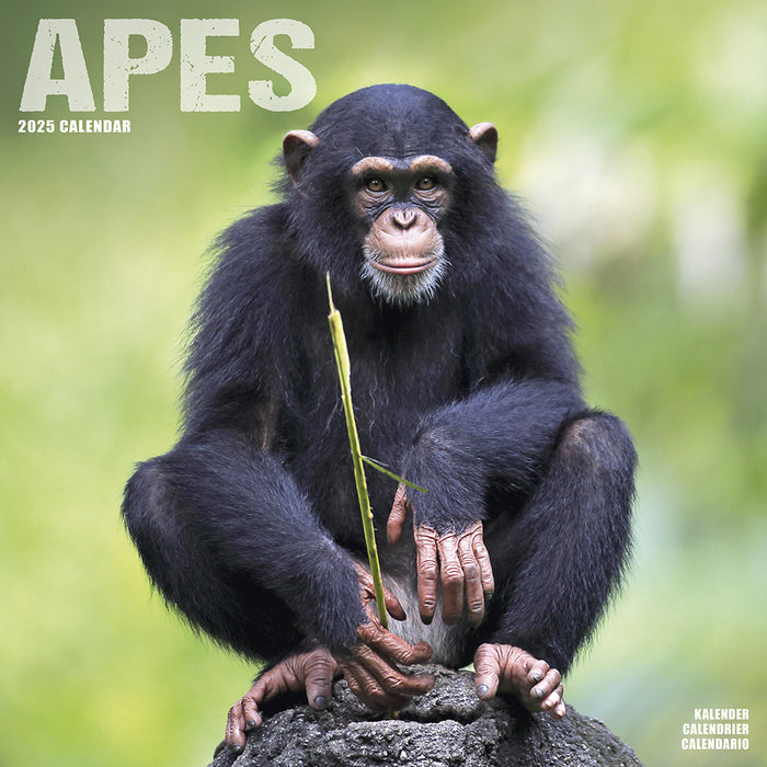 2025 Apes Wall Calendar (Online Exclusive)