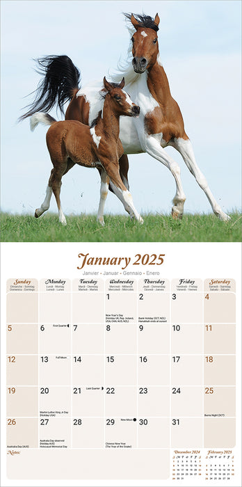 2025 Arabian Horses Wall Calendar