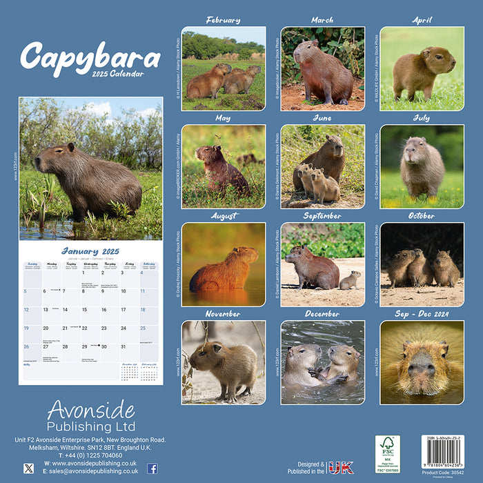 2025 Capybara Wall Calendar (Online Exclusive)