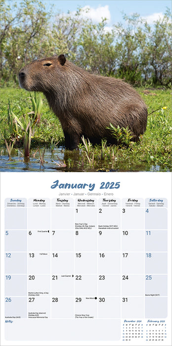 2025 Capybara Wall Calendar (Online Exclusive)