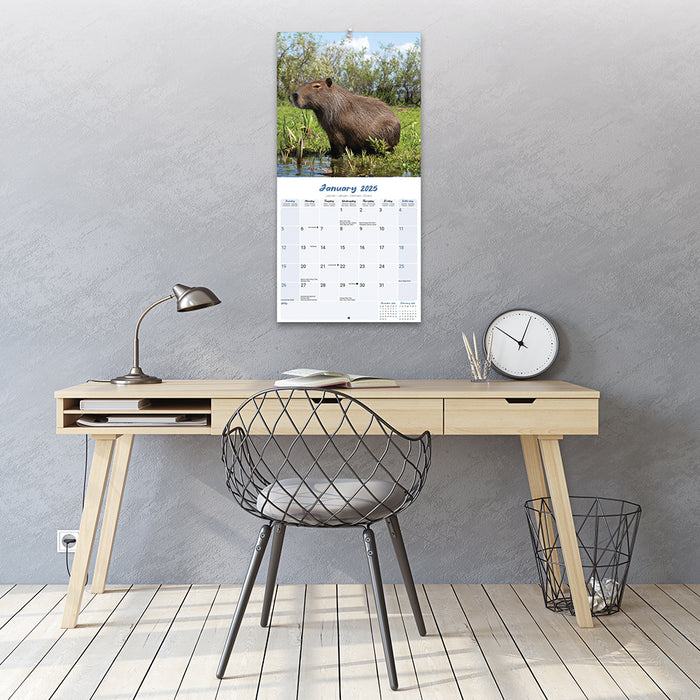 2025 Capybara Wall Calendar (Online Exclusive)