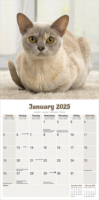 2025 Cats Burmese Wall Calendar