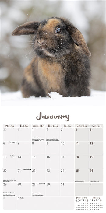 2025 Rabbits Lop Eared Wall Calendar