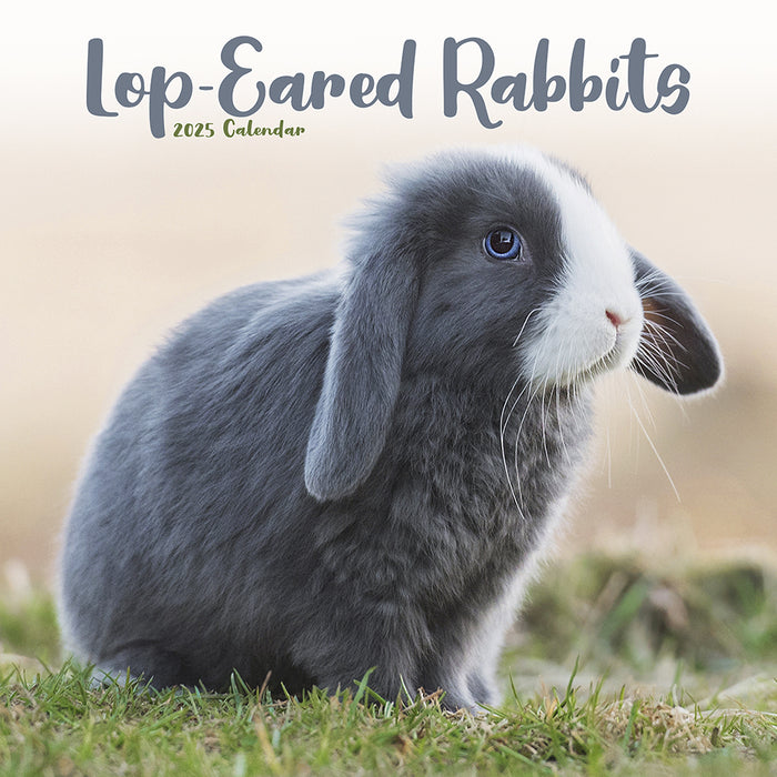 2025 Rabbits Lop Eared Wall Calendar