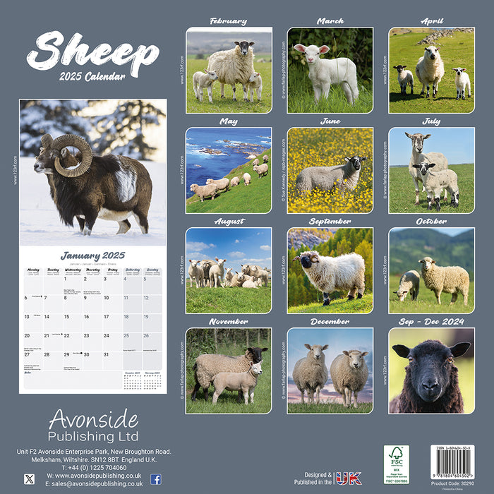 2025 Sheep Wall Calendar (Online Exclusive)