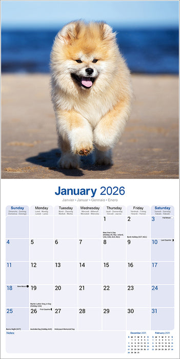 Akita 2026 Square Wall Calendar (Online Exclusive)