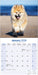 Akita 2026 Square Wall Calendar (Online Exclusive)