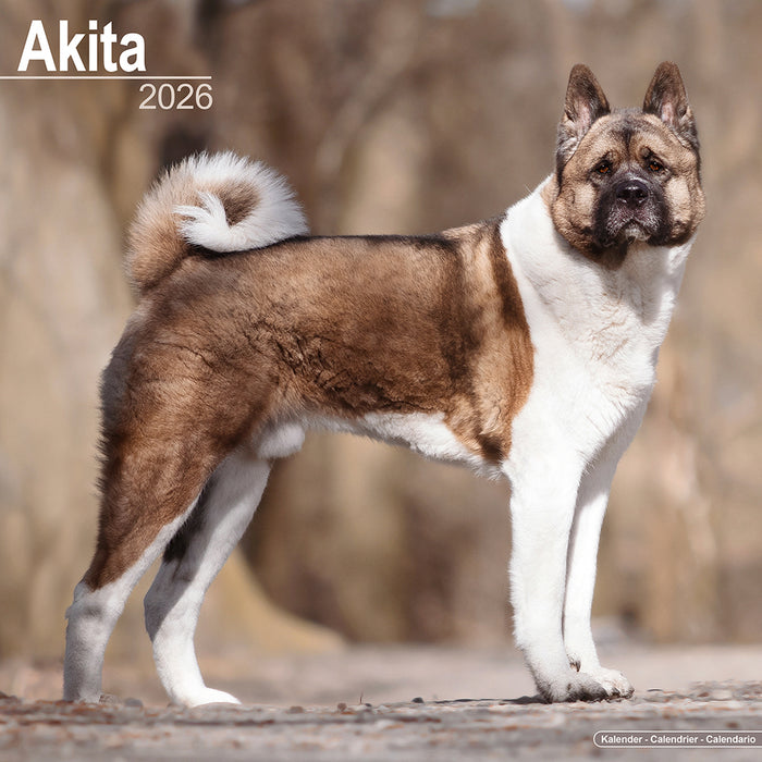 Akita 2026 Square Wall Calendar (Online Exclusive)