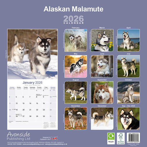 Alaskan Malamute 2026 Square Wall Calendar