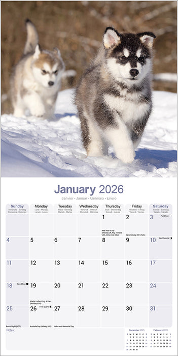 Alaskan Malamute 2026 Square Wall Calendar
